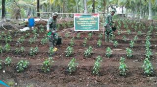 Personil Koramil 11 Pulau Burung Inhil Memberikan Kegiatan Pendampingan Penanaman Cabe