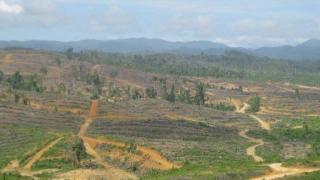 Perambahan Hutan Kawasan Masih Terus Berlangsung di Sumpu, Pangkalan Indarung dan Tanjung Medang