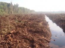 Pemerintah Perlu Menata Ulang Tata Kelola Gambut yang Baik