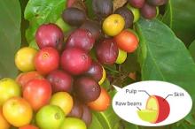 Mengapa kopi memiliki citarasa Buah?