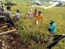 Tiga Varietas Unggulan Pelalawan capai Produktivitas Tinggi