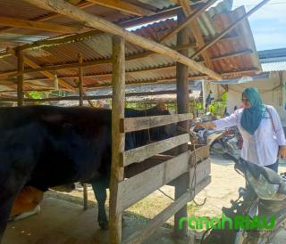 Intruksi Bupati, PT BLJ Bengkalis Salurkan Hewan Kurban ke 11 Kecamatan