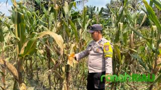 Untuk Memastikan Tanaman Jagung Tumbuh dengan Baik, Polsek Singingi Lakukan Pengecekan Berkala