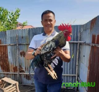 Dedi : Alhamdulilah Beternak Ayam KUB Bangkitkan Ekonomi Masyarakat