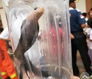 Heboh... Kobra berkeliaran di pemukiman warga