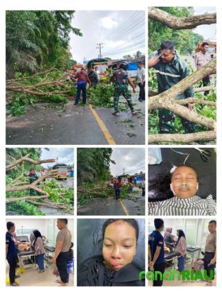 Koramil 411-04/TMJ, DIM 0411/KM Sigap bantu Evakuasi Pengendara yang tertimpa Pohon di Metro