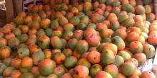 Harga Mangga Jatuh di Kota Mangga