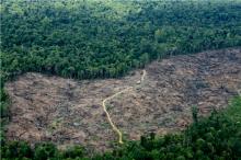 55.48 Persen Desa Bengkalis Masuk Kawasan Hutan