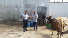 Yopi Arianto Berkurban 1 Ekor Sapi di Lapas Pekanbaru