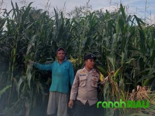 Dukung Program Ketahanan Pangan, Polsek Kuantan Hilir Lakukan Pengecekan Tanaman Jagung