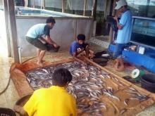 Bupati Siak Ajak Masyarakat Kembangkan Budidaya Lele 