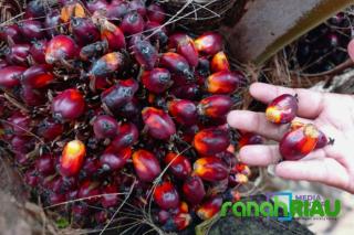 Full Senyum: Harga Kelapa Sawit mitra Plasma Naik Lagi, Minggu ini dihargai Rp3.686 per Kg