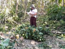 .Dedaunan Pohon Sekitar JUT Buat Makan Ternak