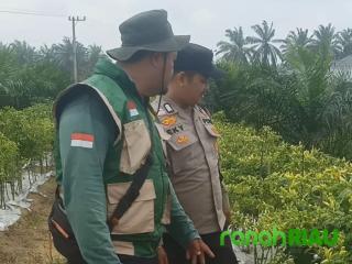 Polsek Singingi Gandeng Penyuluh Pertanian Cek Pekarangan Bergizi Tanaman Cabe Rawit Warga