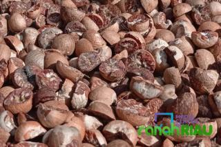 Harga Pinang Kering Naik, Ini kata Kepala Dinas Perkebunan Riau 