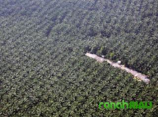 Yayasan Riau Madani Gugat PT Sandria Sukses Bersama, Sudah 11 Kali Sidang