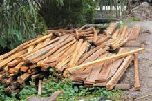  Pembalakan Liar di Rohil Terkesan Dibiarkan