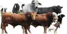 Wujud Kepedulian Sesama, PLN Jalur Rengat-Taluk Kuantan sumbang 60 ekor Hewan Qurban