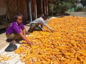 Pendampingan Upsus Pajale Juga Dilakukan Satgas TMMD Tegal