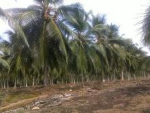 Pemkab Inhil Berikan Perhatian Khusus Pada Perbaikan Kebun Kelapa