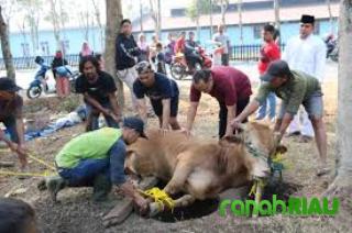 Adab Menyembelih Hewan Kurban: Praktik yang Sesuai Syariat