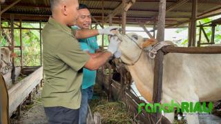 Dinas Peternakan Riau salurkan 37 Ribu lebih Paket Obat dan vaksin ke Kabupaten Kota