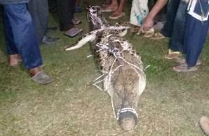 Bikin Resah, Warga Tangkap Buaya Sepanjang 2.90 Meter