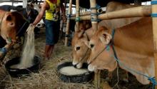 Distanak Pekanbaru semakin gencar lakukan Sosialiasi Hewan Qurban