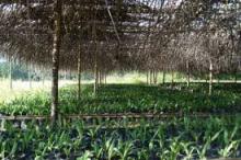 Distanak Rohil Akan Bentuk Desa Mandiri Benih, Ini Tujuannya