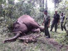 Gajah Usia 40 Tahun Mati, Tubuh Membusuk di Kebun Sawit